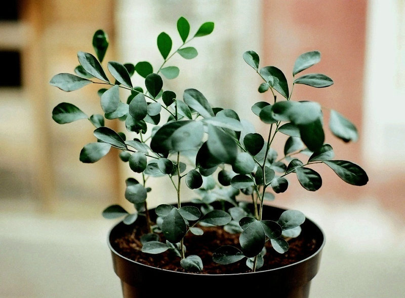Murayas- plants de 1 ans