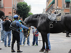 Pferd in Pueblo