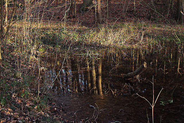 20120116 7043RAw [D~LIP] Heuwegteich, Bad Salzuflen