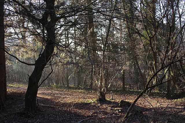 20120116 7041RAw [D~LIP] Asenwald, Bad Salzuflen