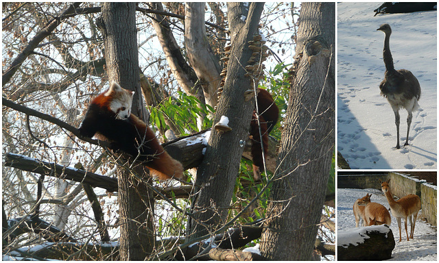 Zoo Dresden im Winter