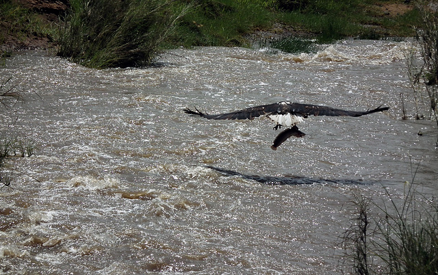 Aigle pêcheur