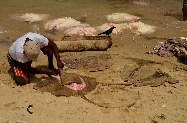 Cleaning the catch