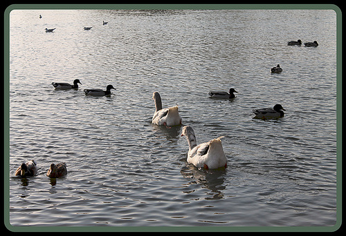 OIES, COLVERTS & MOUETTES ***