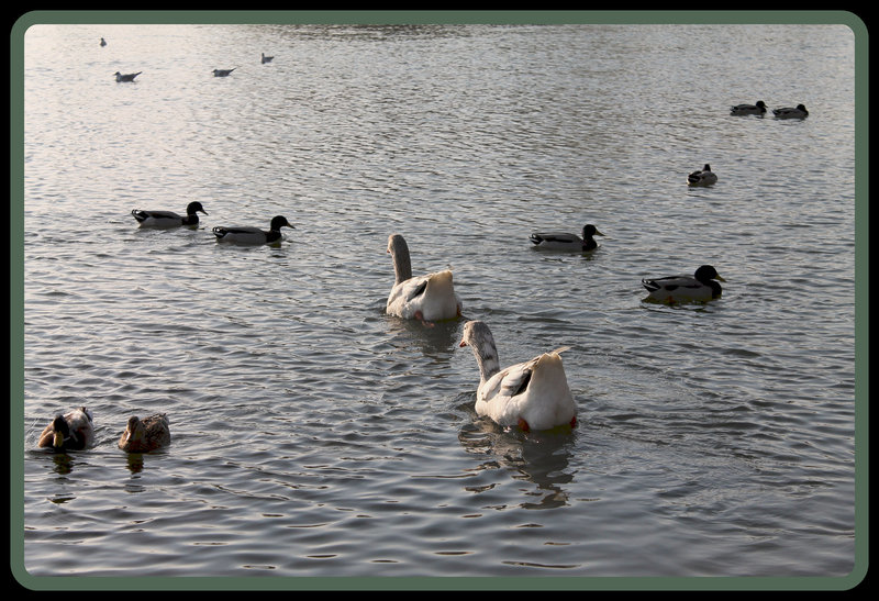 OIES, COLVERTS & MOUETTES ***