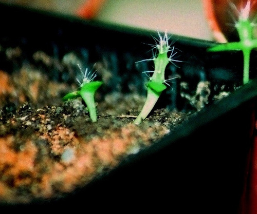 pitayas- plantules de 2 mois