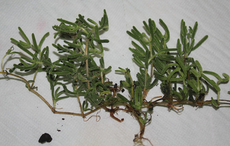 Delosperma sp. ?