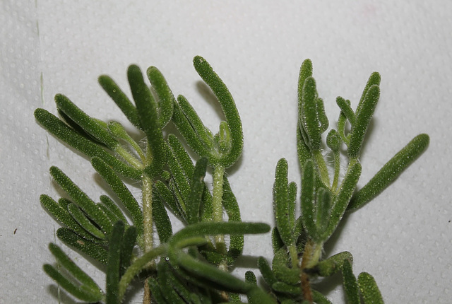 Delosperma sp. ?