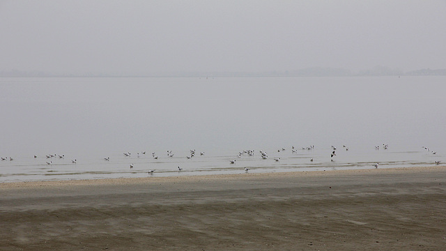 Baie de Somme