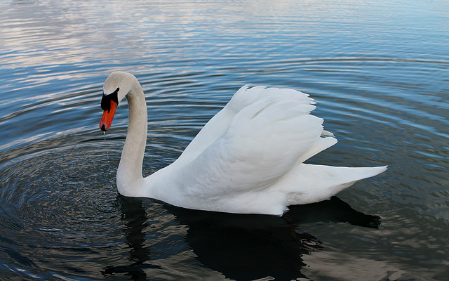 CYGNE ***