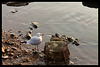 UNE MOUETTE ****