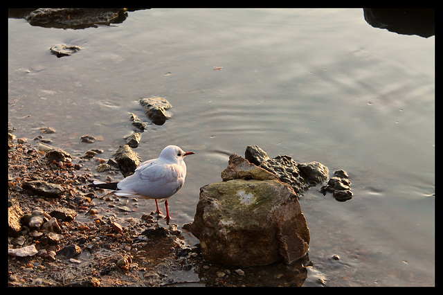 UNE MOUETTE ****