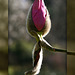 les fleurs de magnolia delaissent leur fourrure ****
