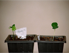 Albizzia et Cassia-germinations