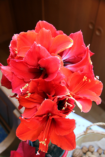 Blütenzauber Amaryllis