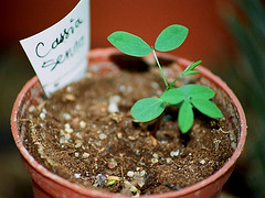 Cassia senna- Plantule de 1 mois