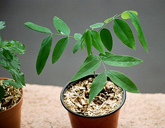 cassia sp- Plant de 4 mois