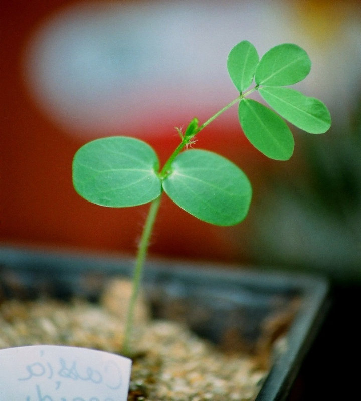 Cassia sp- plantule de 1 mois