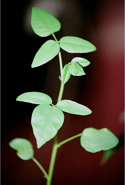 Erythrina crista galli- feuillage matûre