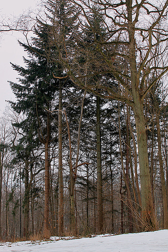 SOUS BOIS ****