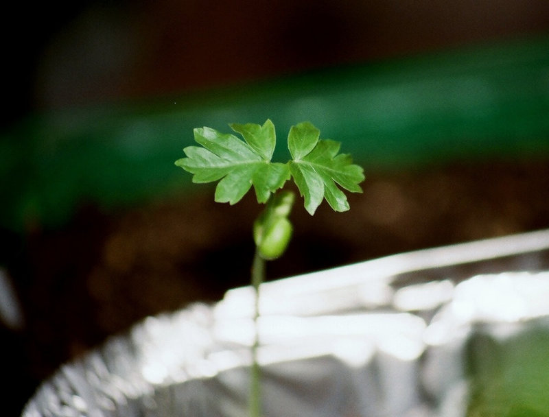 Cardiospermum halicacabum
