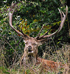 Antlers and berries