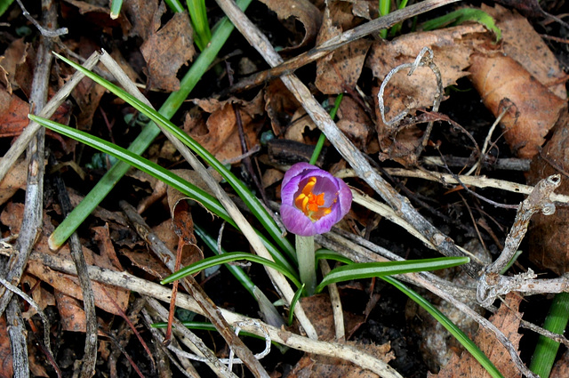 Crocus (3)