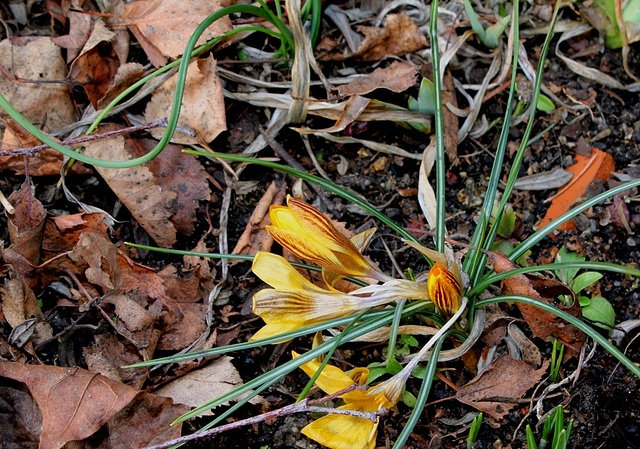 Crocus (4)