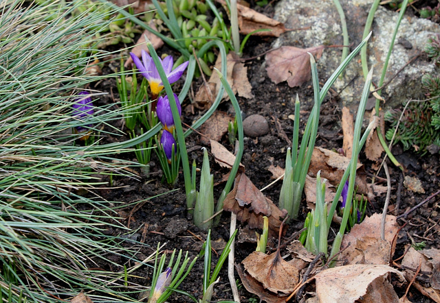 Crocus (5)