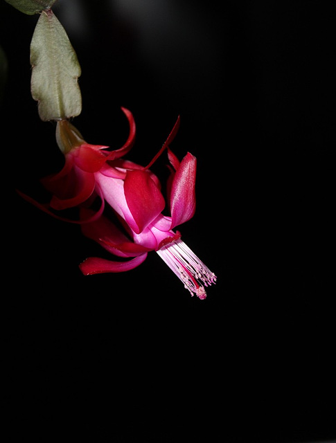 Schlumbergera russelliana 2