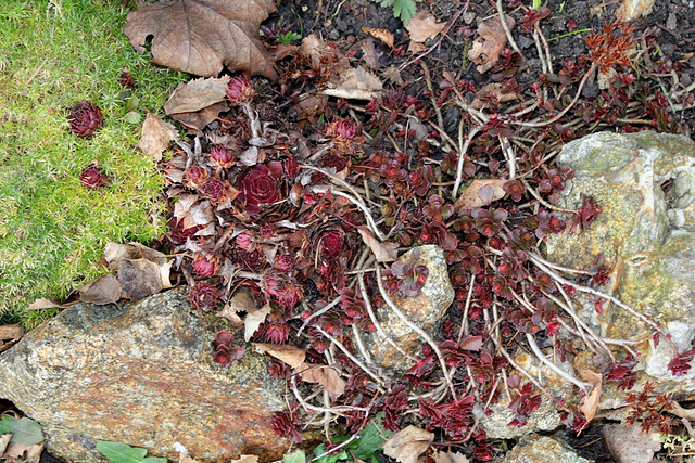 Sedum spurium et Sempervivum