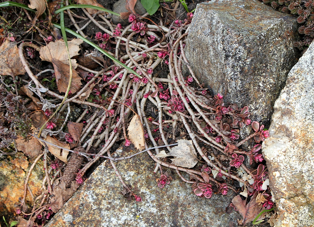 Sedum Spurium tricolor