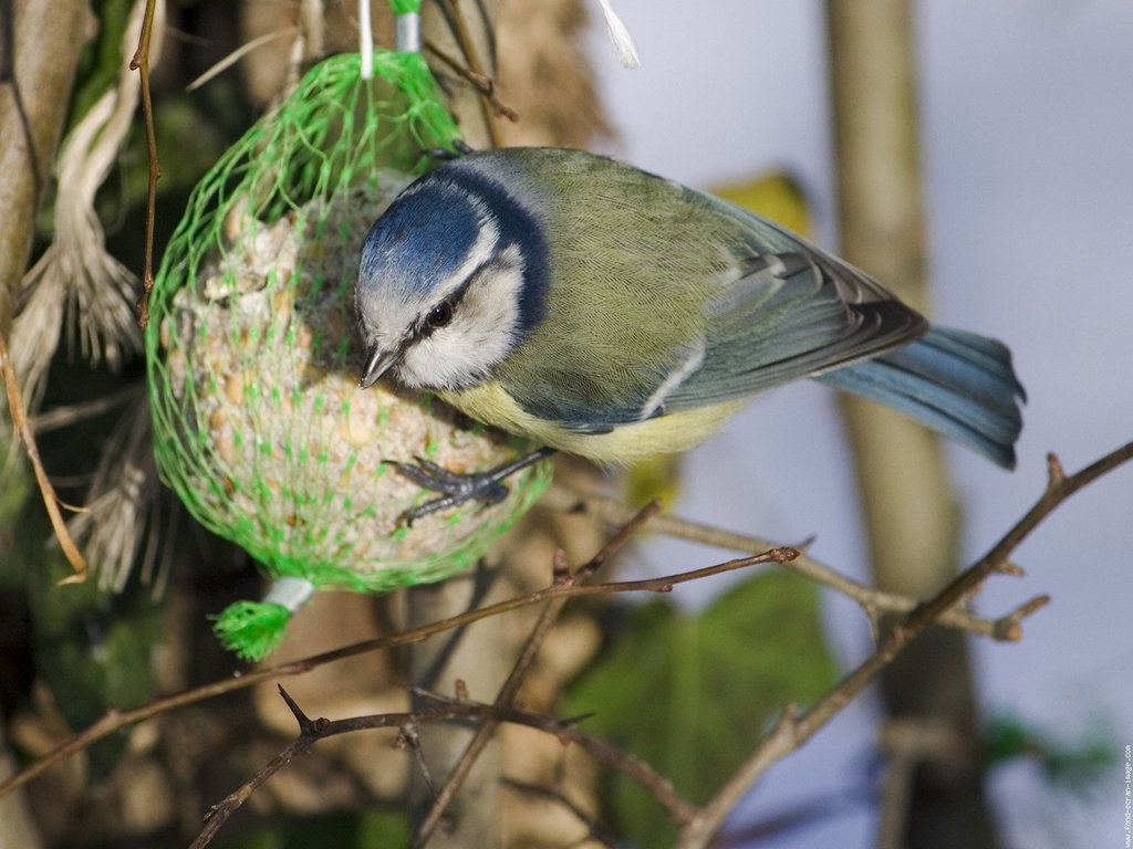 mesange bleue