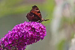 20110707 6152RTw [D~LIP] Tagpfauenauge, Bad Salzuflen