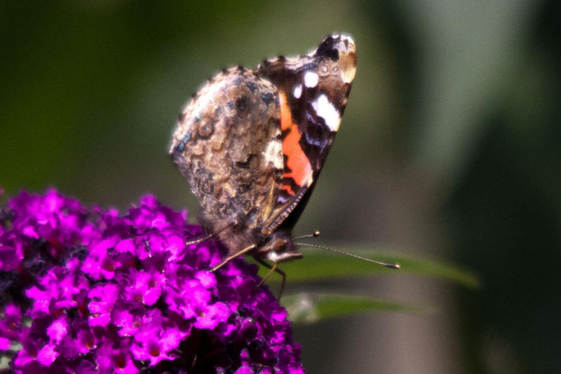 20110707 6162RTw [D~LIP] Admiral, Bad Salzuflen