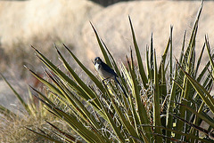 Bird in a Yucca (2485)