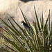 Bird in a Yucca (2485)