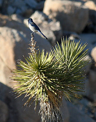 Bird On A Joshua Tree (2478)