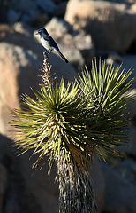 Bird On A Joshua Tree (2479)