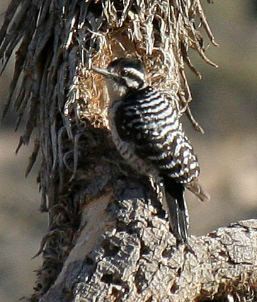 Woodpecker In A Joshua Tree (2491)