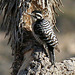 Woodpecker In A Joshua Tree (2491)