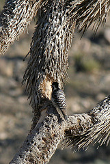 Woodpecker In A Joshua Tree (2492)