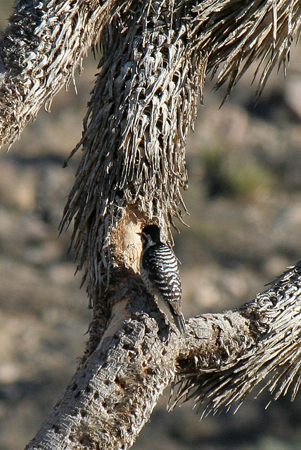 Woodpecker In A Joshua Tree (2492)