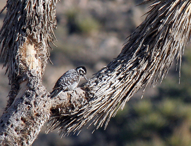 Woodpecker In A Joshua Tree (2495)