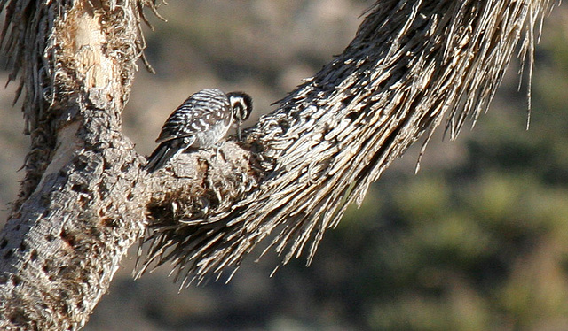 Woodpecker In A Joshua Tree (2496)