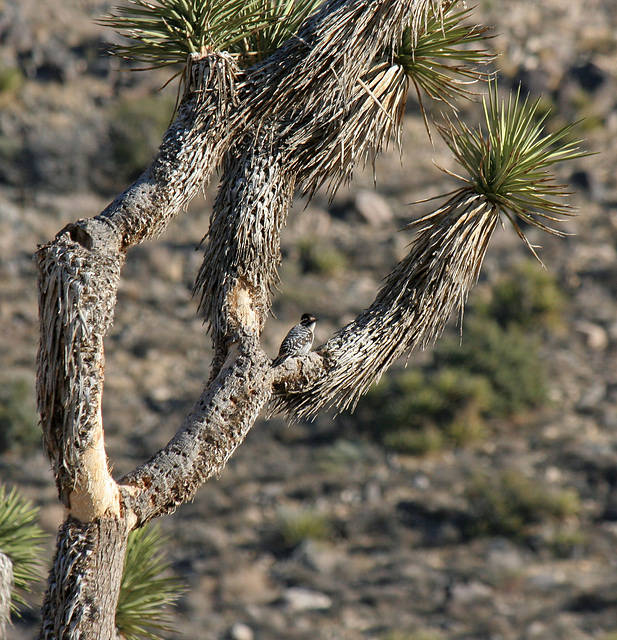 Woodpecker In A Joshua Tree (2499)