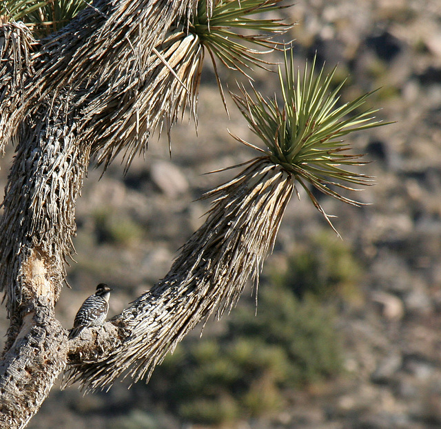 Woodpecker In A Joshua Tree (2500)