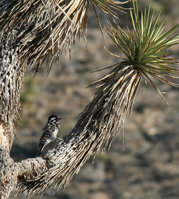 Woodpecker In A Joshua Tree (2501)