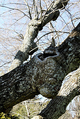 Magnolia acuminata (2)