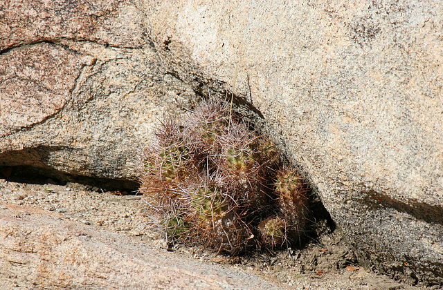 Cactus in the rocks (2447)